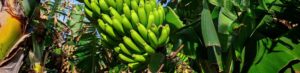 researchers race to save banana trees from devastating disease